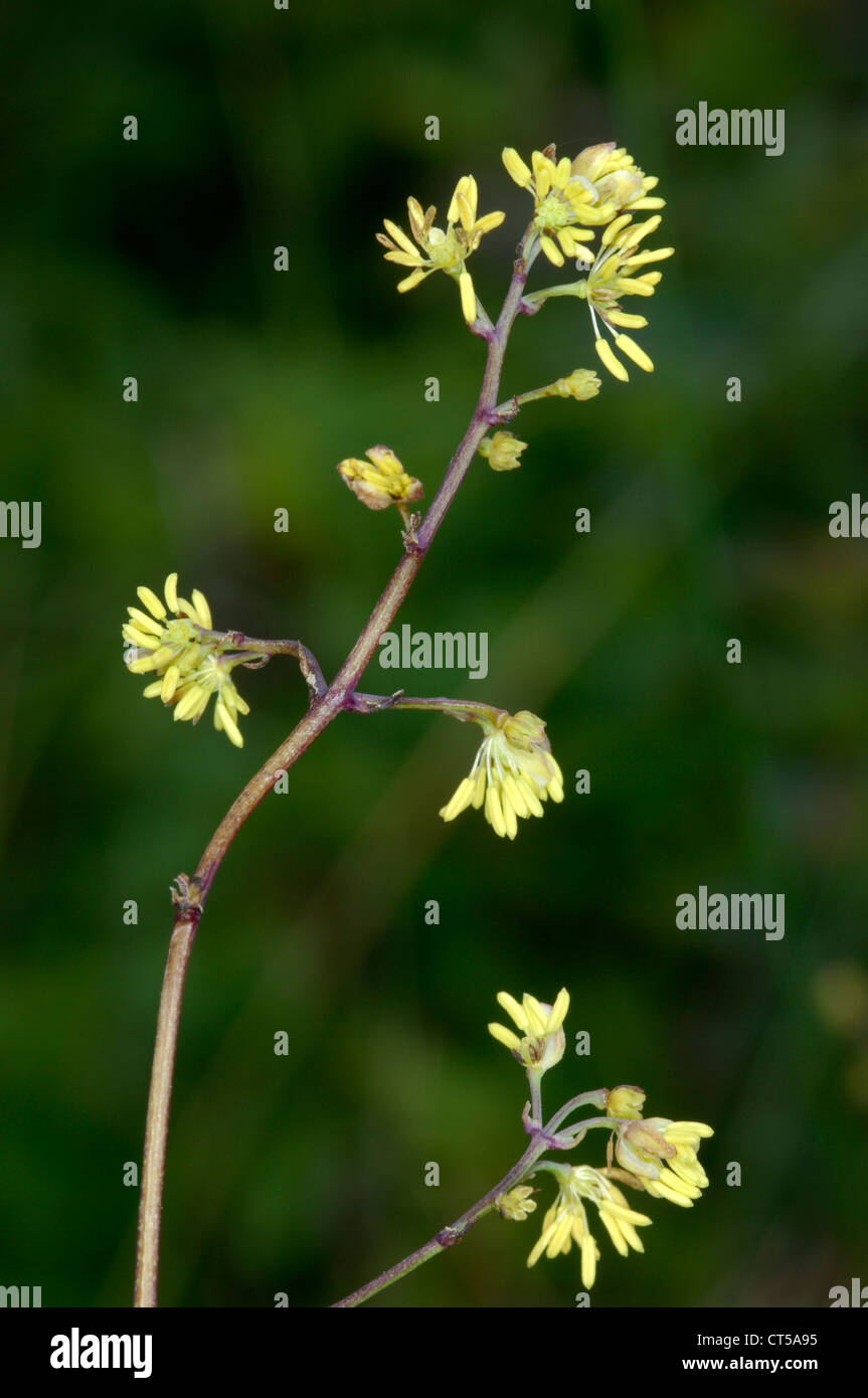 LESSER MEADOW-RUE Thalictrum minus (Ranunculaceae) Stock Photo