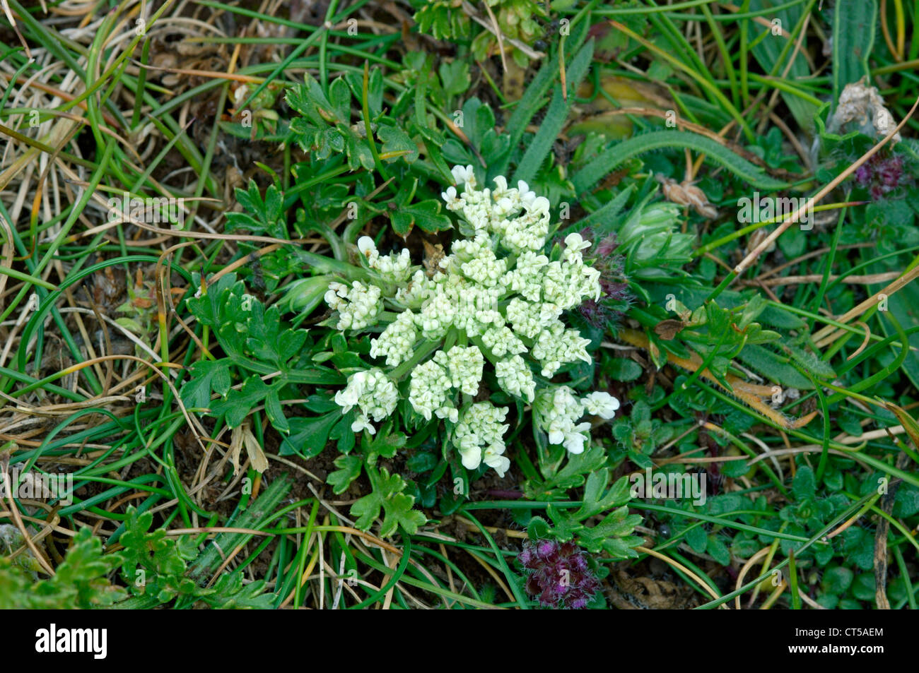 HONEWORT Trinia glauca (Apiaceae) Stock Photo