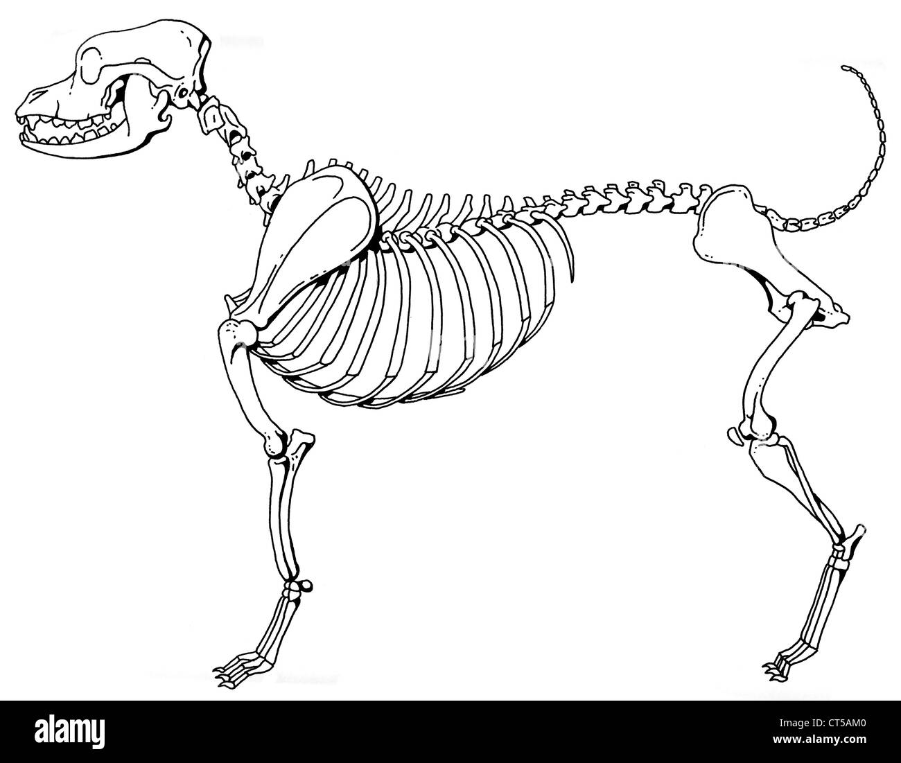 DOG SKELETON Stock Photo