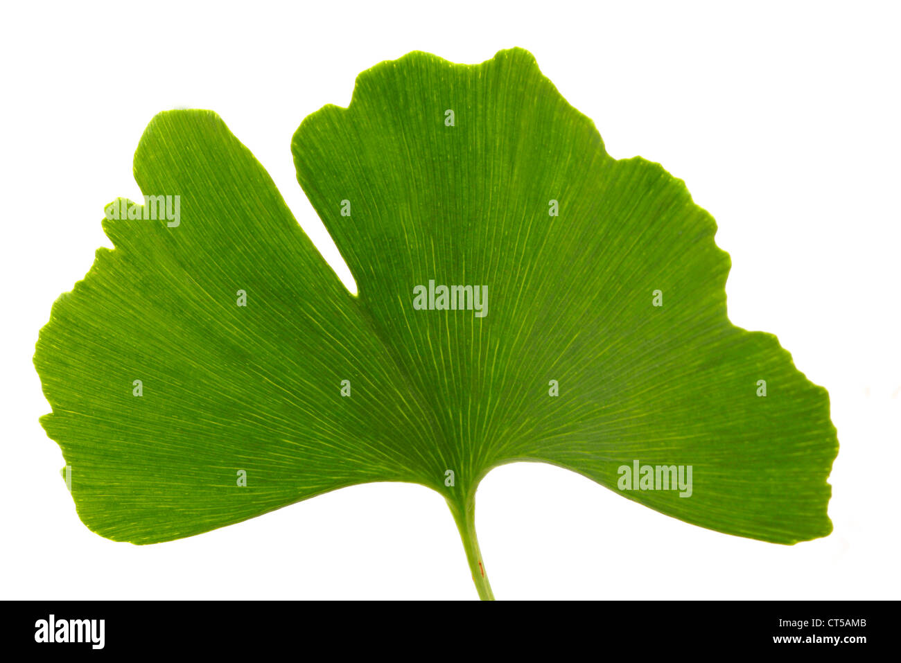 GINKGO BILOBA LEAF Stock Photo Alamy