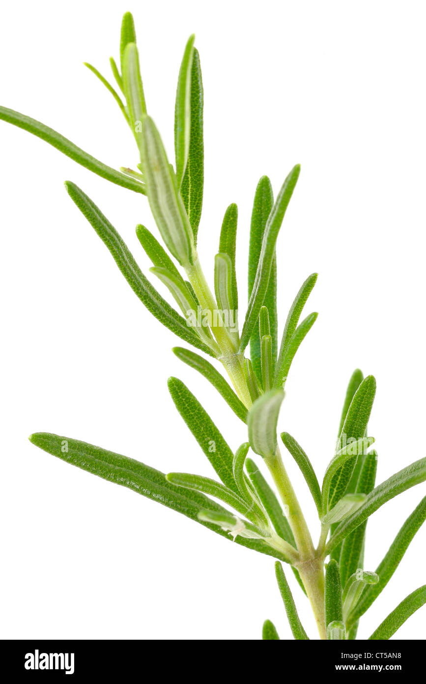 Rosemary angiosperm Cut Out Stock Images & Pictures Alamy