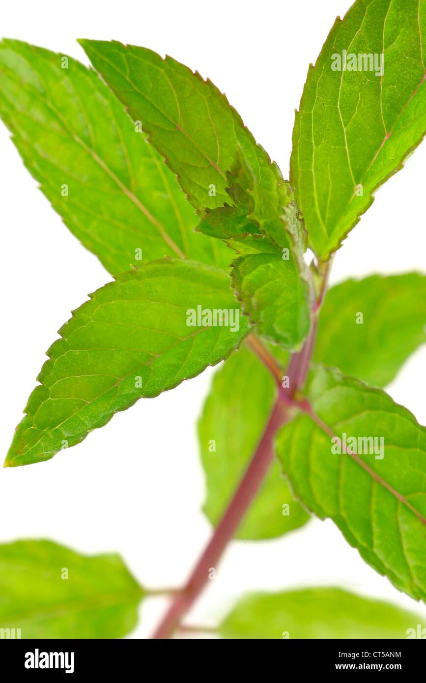 Peppermint leaf hi-res stock photography and images - Alamy