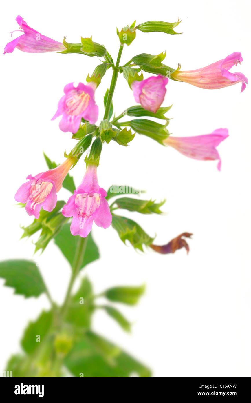 LARGE FLOWERED CALAMINT Stock Photo