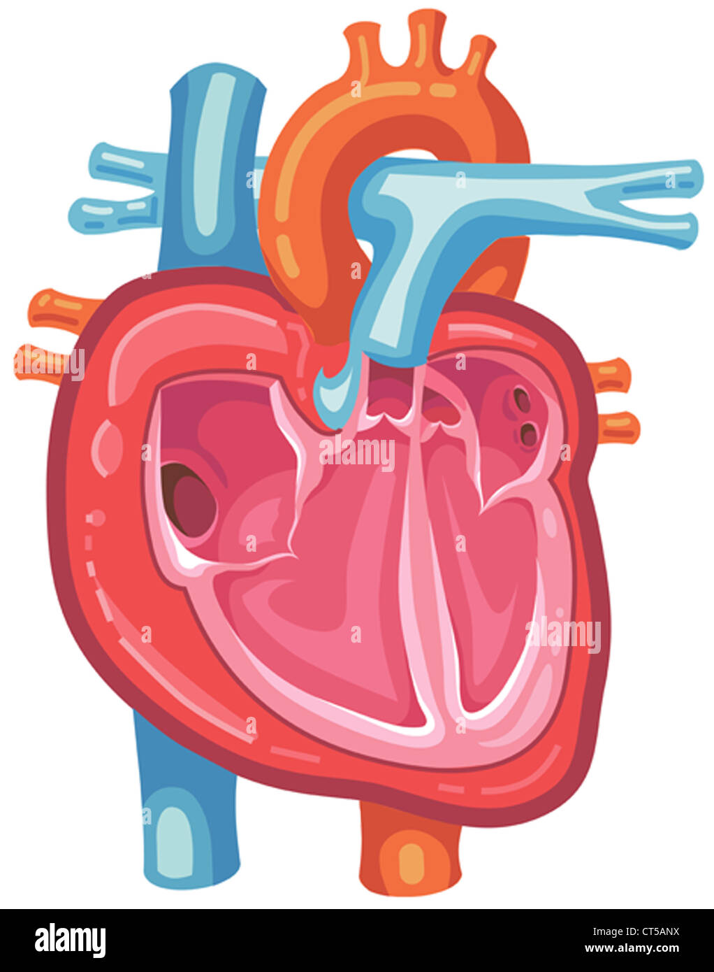 HEART, ILLUSTRATION Stock Photo