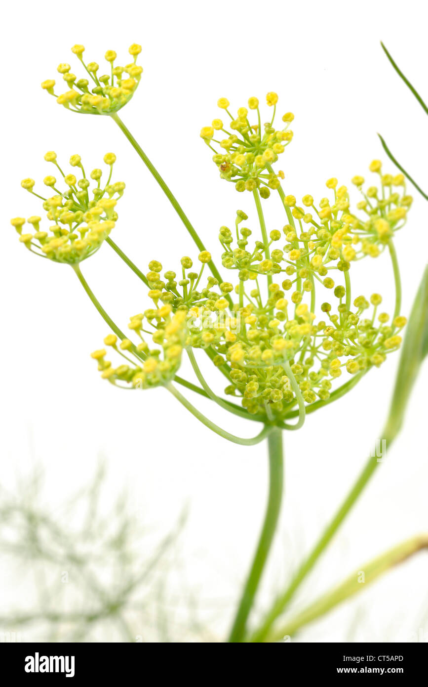 Common fennel hi-res stock photography and images - Alamy