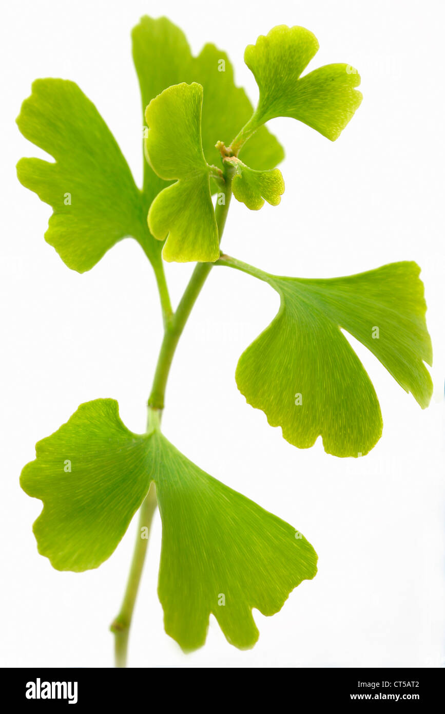 Ginkgo leaf medicine hires stock photography and images Alamy