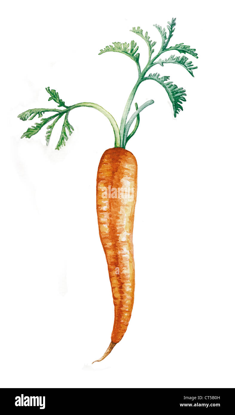 Carrot plant drawing hi-res stock photography and images - Alamy