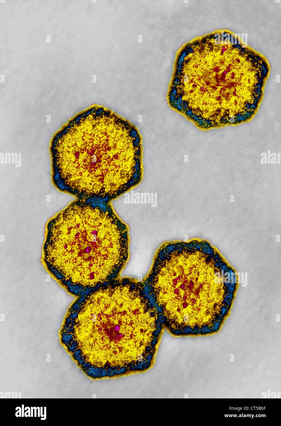 HEPATITIS A VIRUS Stock Photo Alamy