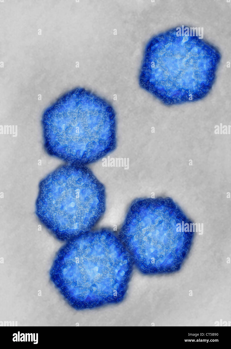 HEPATITIS A VIRUS Stock Photo