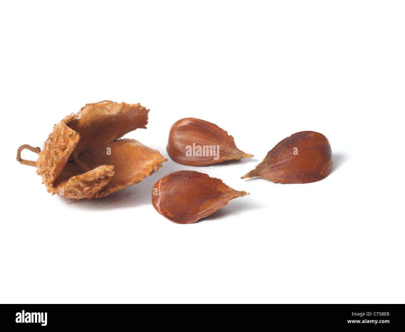 Nuts of common beach tree isolated on white background Stock Photo