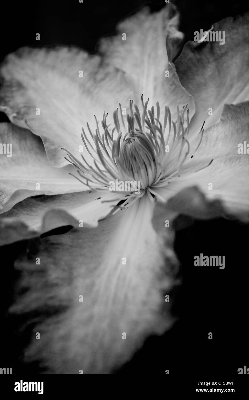 Climber clematis Black and White Stock Photos & Images - Alamy