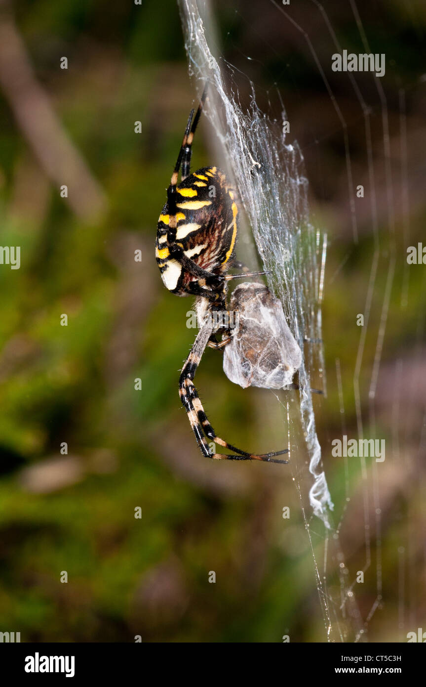 A wasp spider (Argiope bruennichi) with wrapped prey in its web at ...
