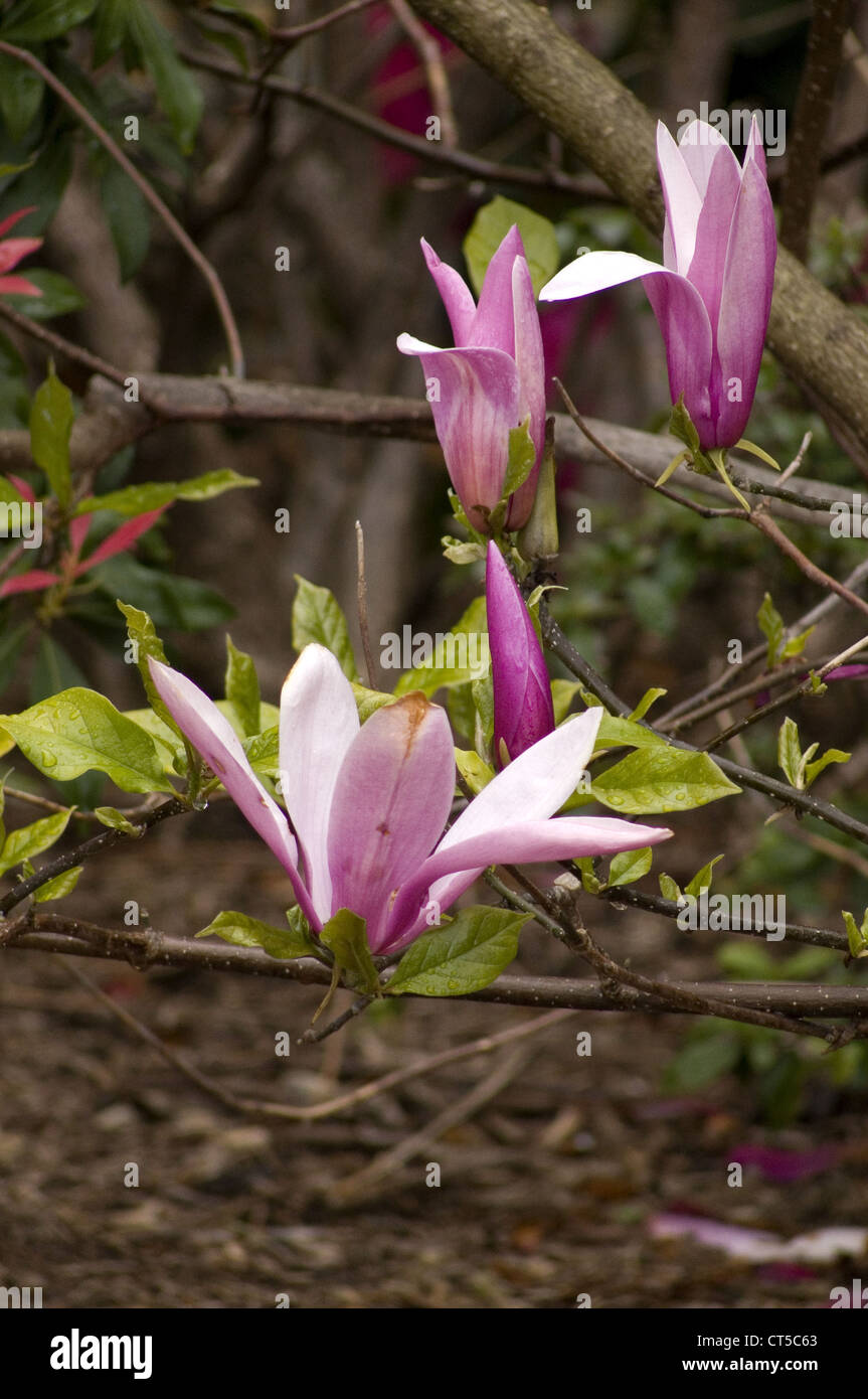 Saucer magnolia hires stock photography and images Alamy