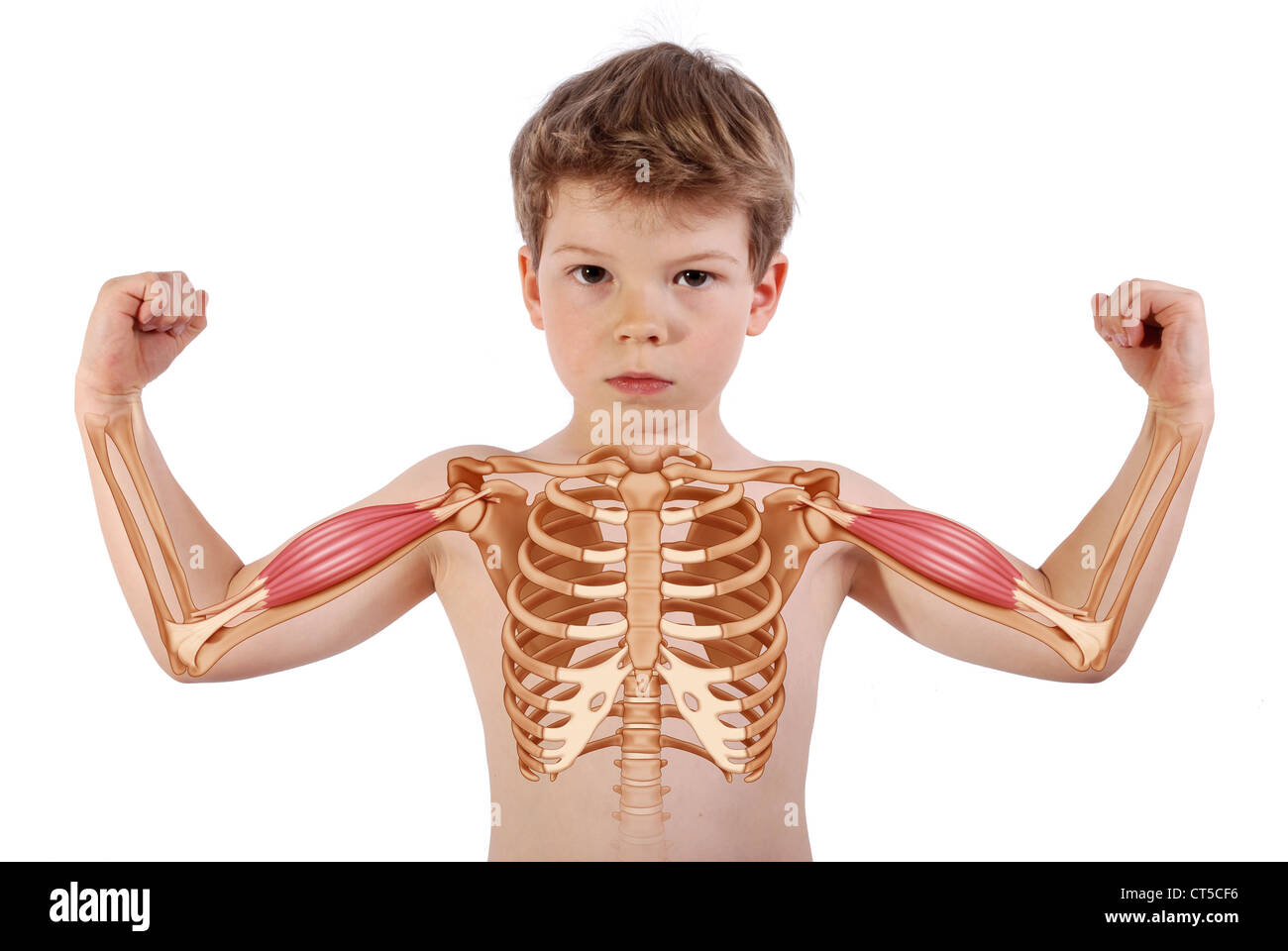 ARM MUSCLE, DRAWING Stock Photo - Alamy