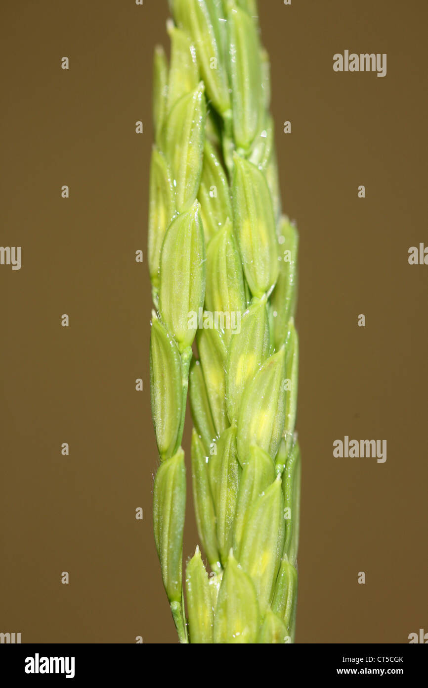 Formosa Rice Tree Rice plant biology hi-res stock photography and images - Alamy