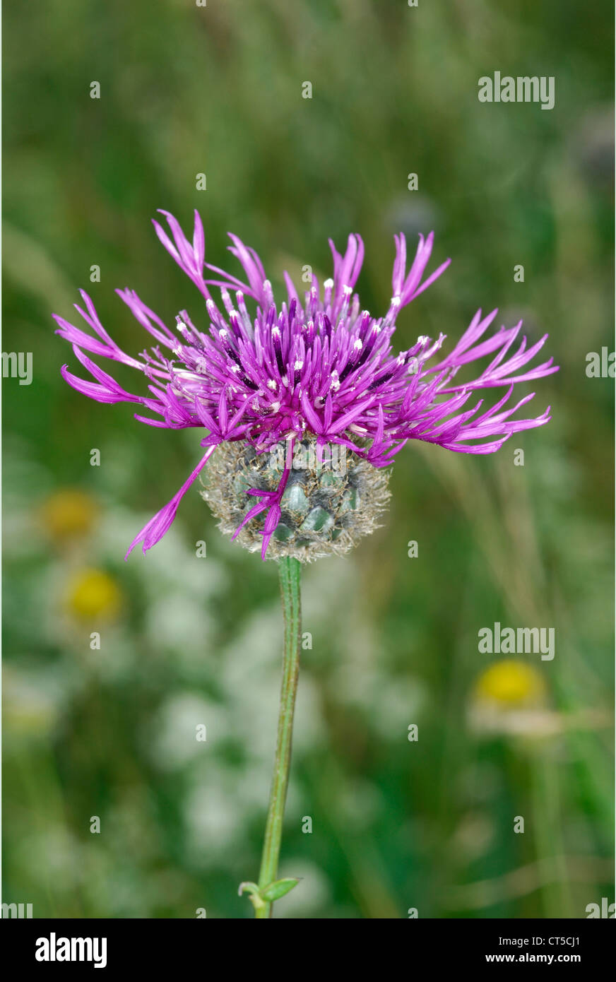 Purple flowers greater knapweed hi-res stock photography and images - Alamy
