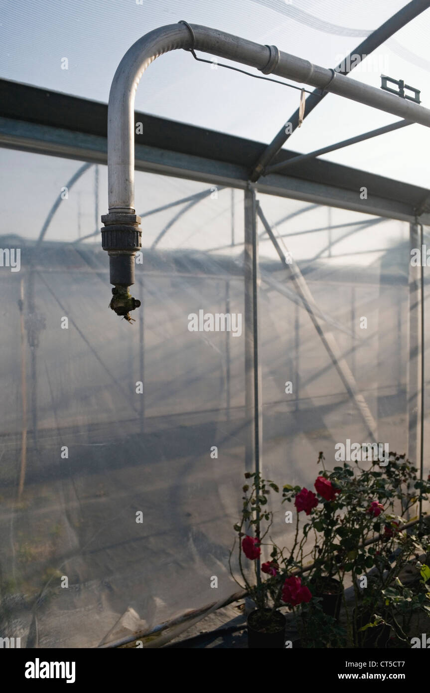 water sprinkler inside a greenhouse Stock Photo Alamy