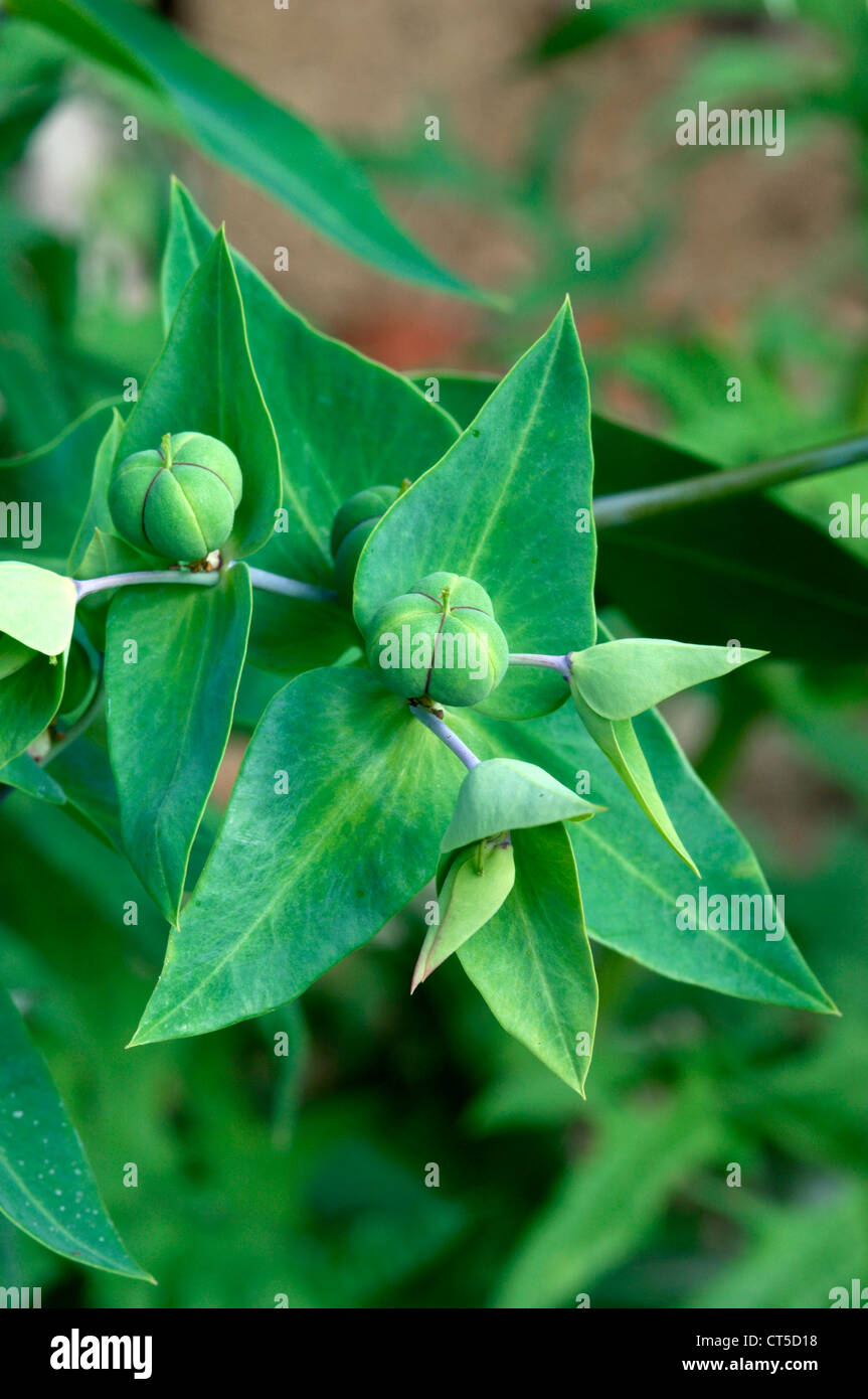 CAPER SPURGE Euphorbia lathyris (Euphorbiaceae) Stock Photo