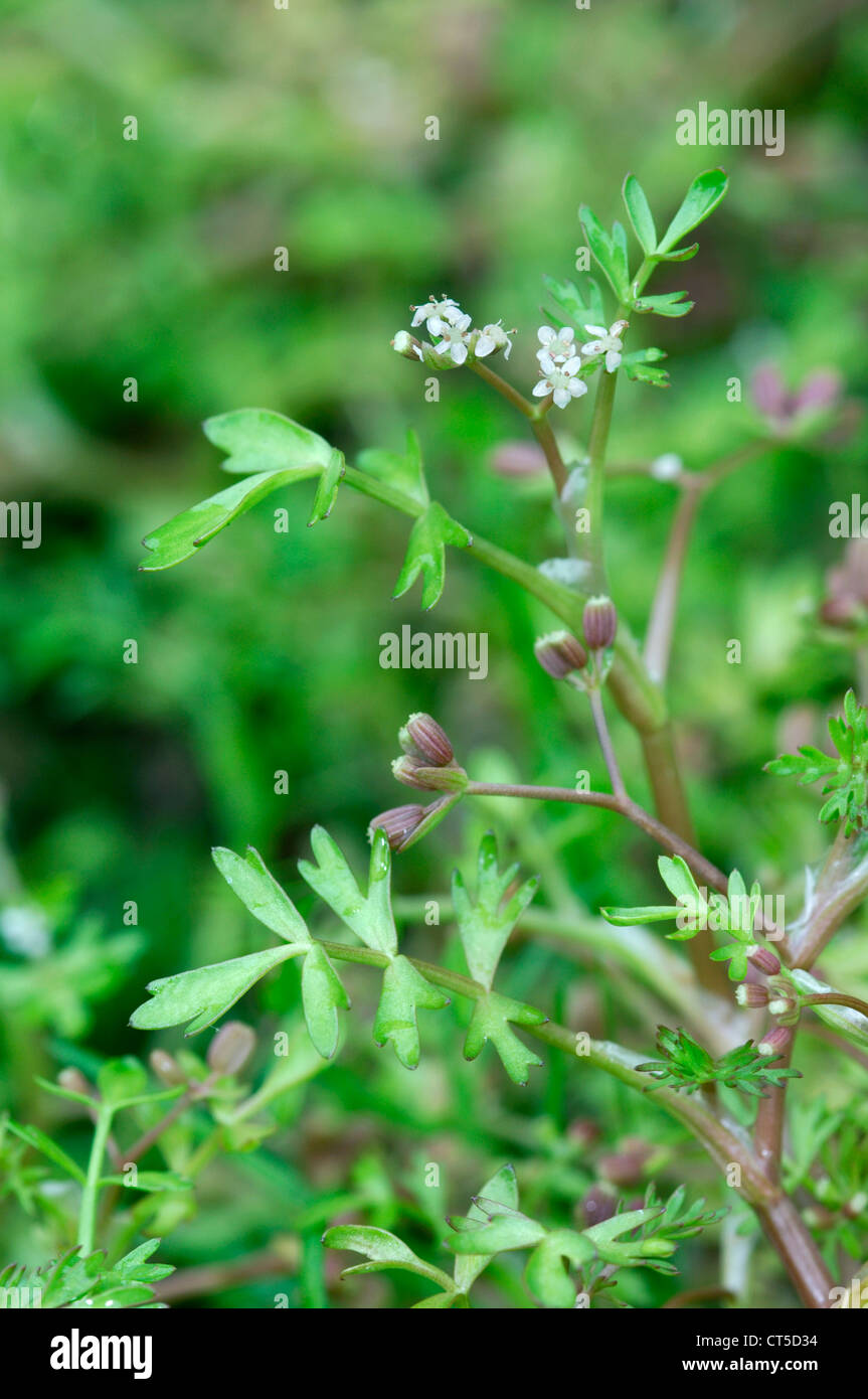 LESSER MARSHWORT Apium inundatum (Apiaceae) Stock Photo