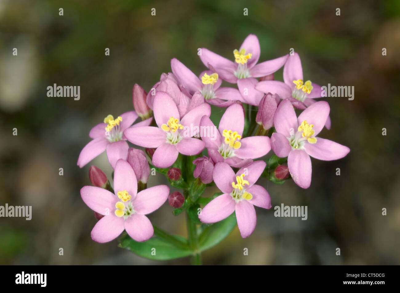 COMMON CENTAURY Centaurium erythraea (Gentianaceae) Stock Photo