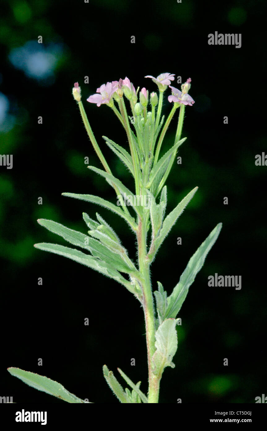 HOARY WILLOWHERB Epilobium parviflorum (Onograceae) Stock Photo