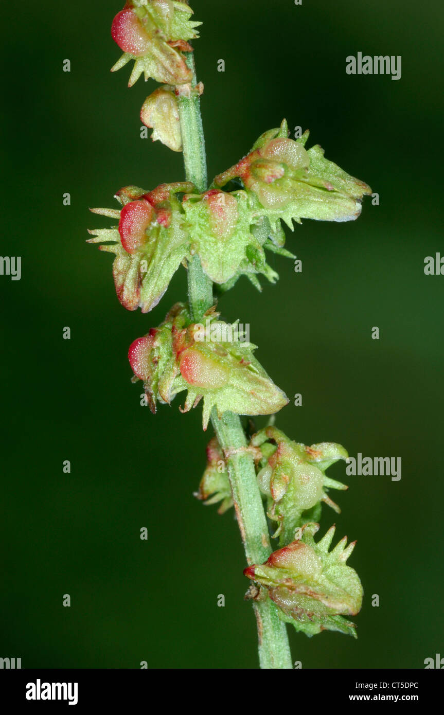 FIDDLE DOCK Rumex pulcher (Polygonaceae) Stock Photo