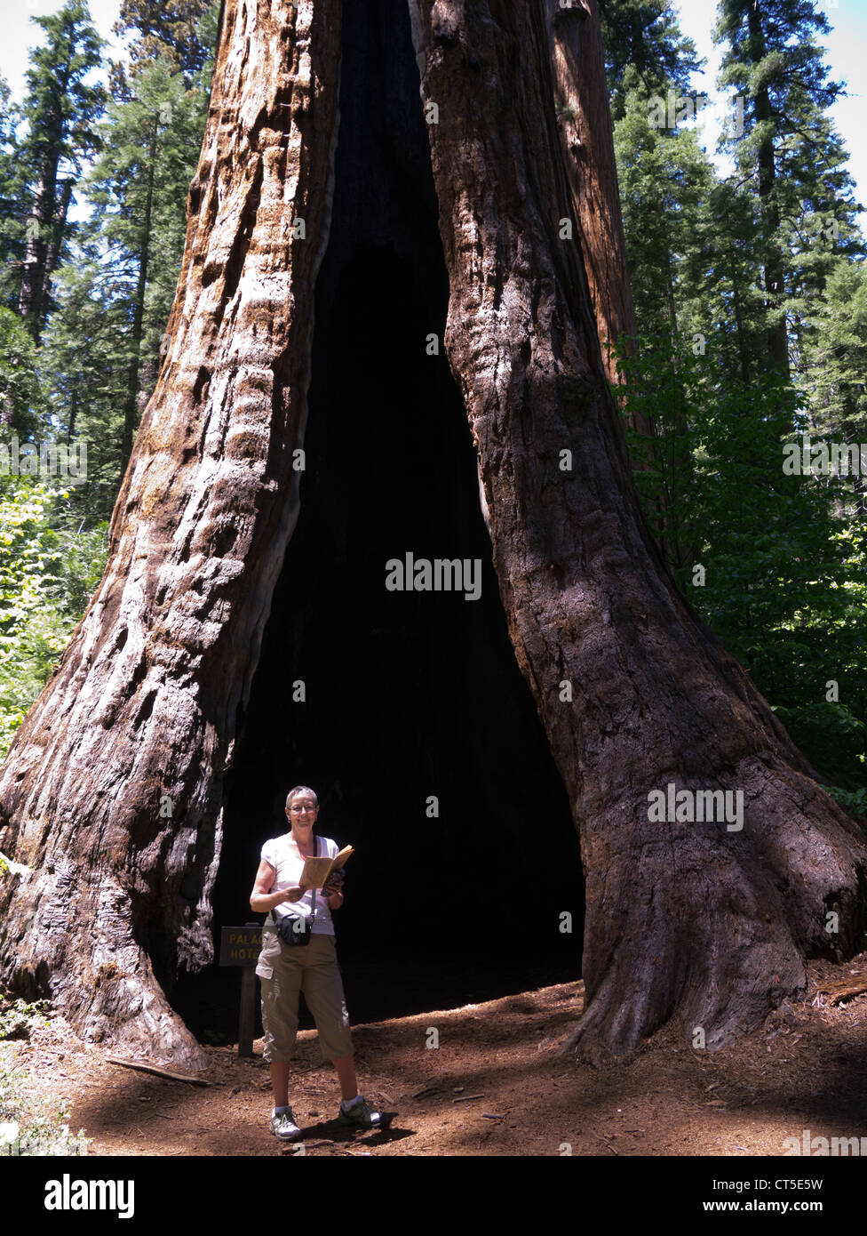 Giant Sequoia trees in Calaveras Big Trees State Park, California Stock