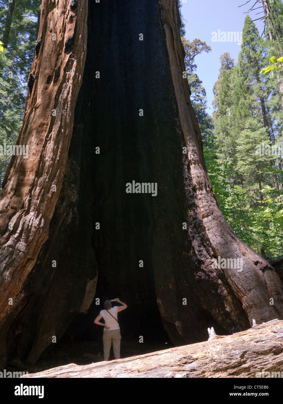 Giant Sequoia trees in Calaveras Big Trees State Park, California Stock