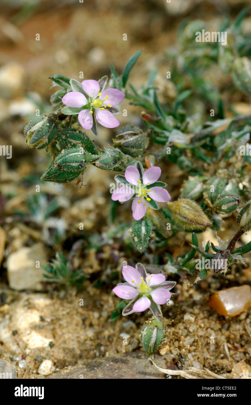 SAND SPURREY Spergularia rubra (Caryophyllaceae Stock Photo - Alamy