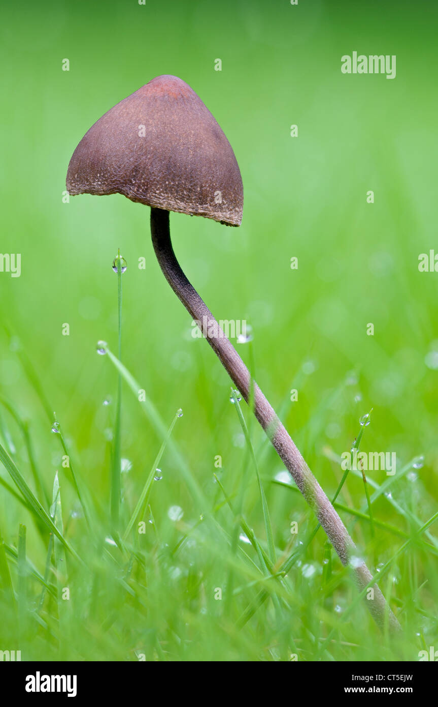 A turf mottlegill (Panaeolus fimicola) growing in dew-laden grass at Clumber Park, Nittinghamshire. October. Stock Photo