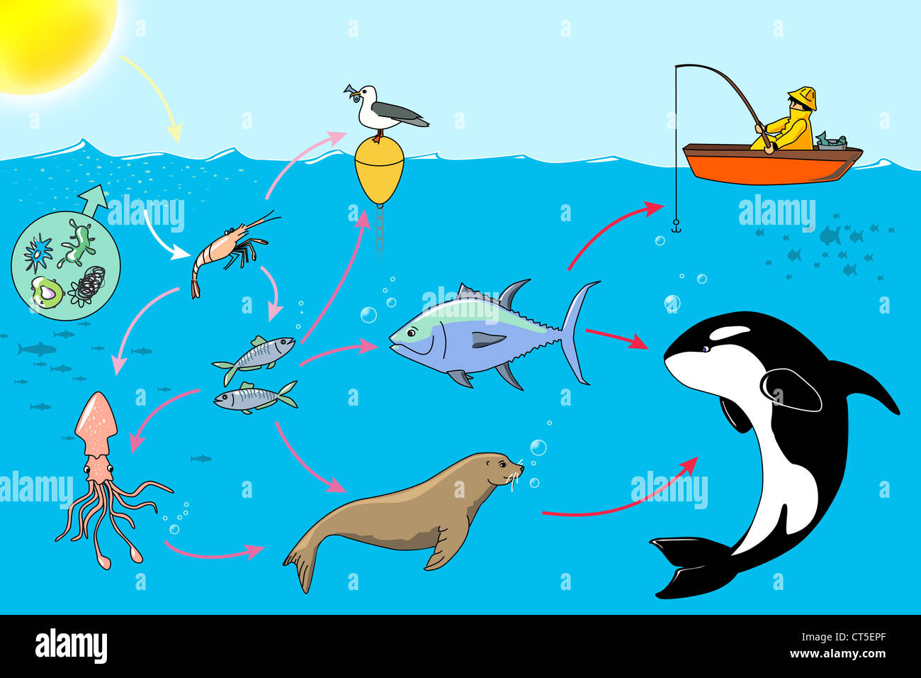 res stock photography and images Biology Diagrams