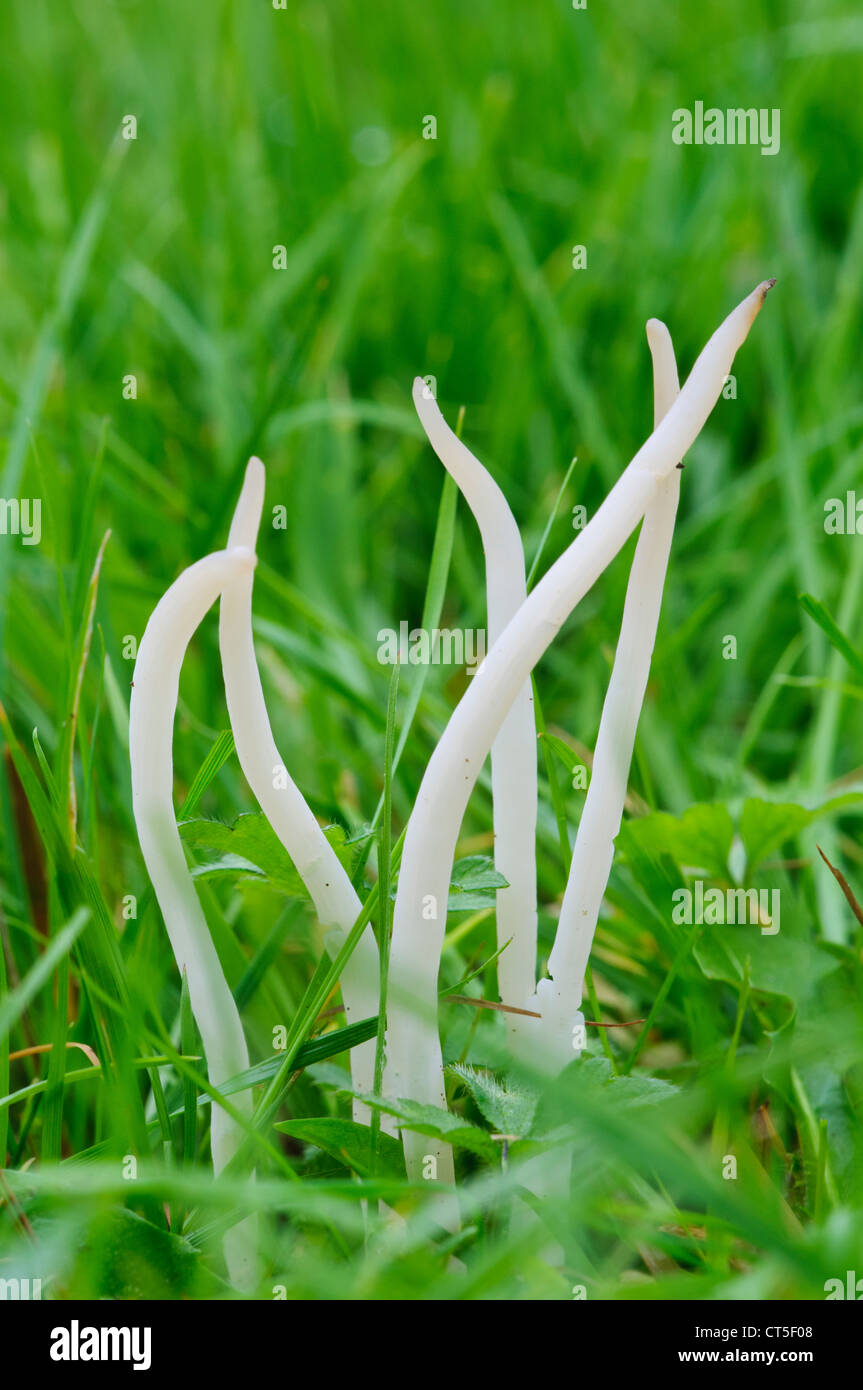 White spindles fungi (Clavaria fragilis) growing in grass at Clumber Park, Nottinghamshire. October. Stock Photo
