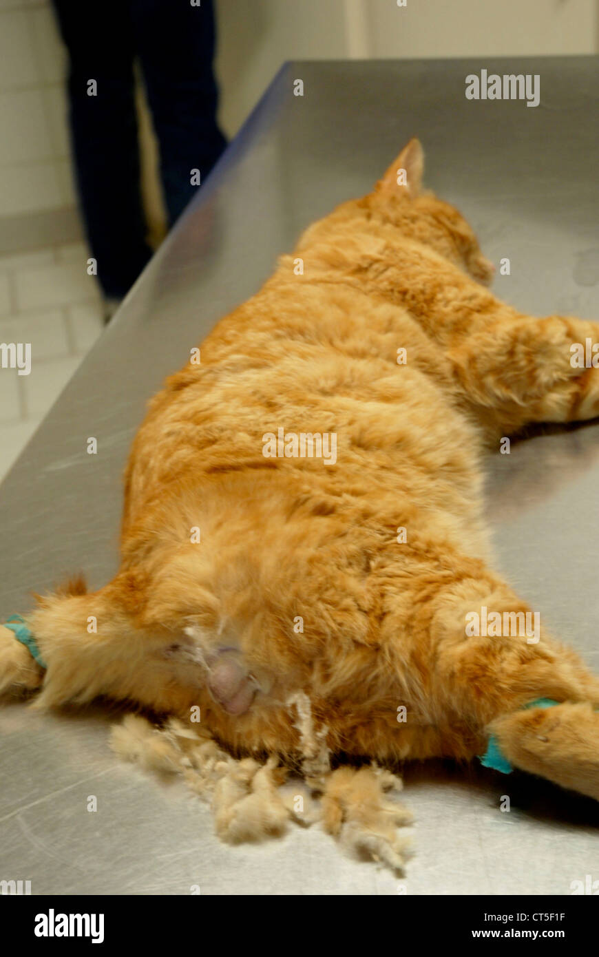 ANIMAL CASTRATION Stock Photo - Alamy