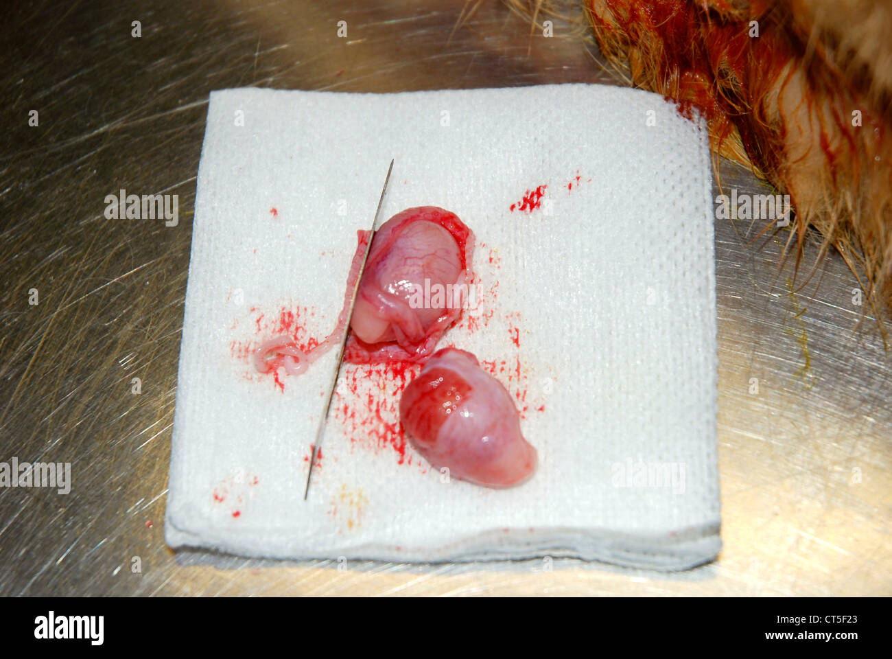 ANIMAL CASTRATION Stock Photo