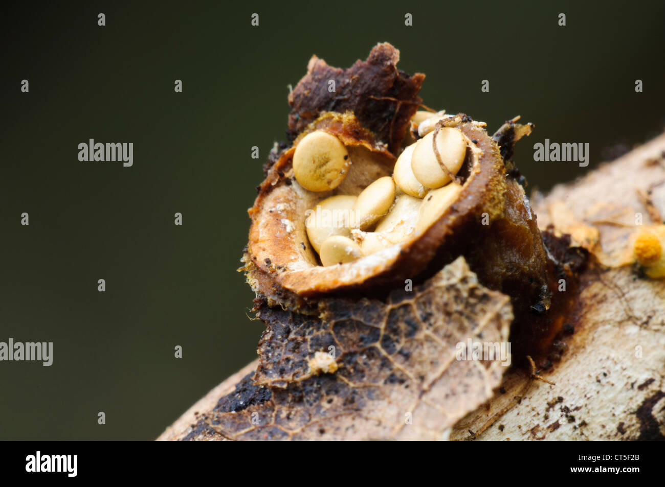 Common bird's nest fungus (Crucibulum laeve) open to reveal the 'eggs' inside. Clumber Park, Nottinghamshire. October. Stock Photo