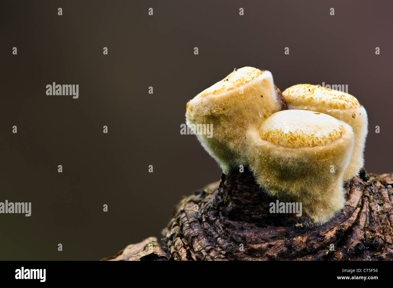 Common bird's nest fungus (Crucibulum laeve) prior to opening to reveal the "eggs" inside