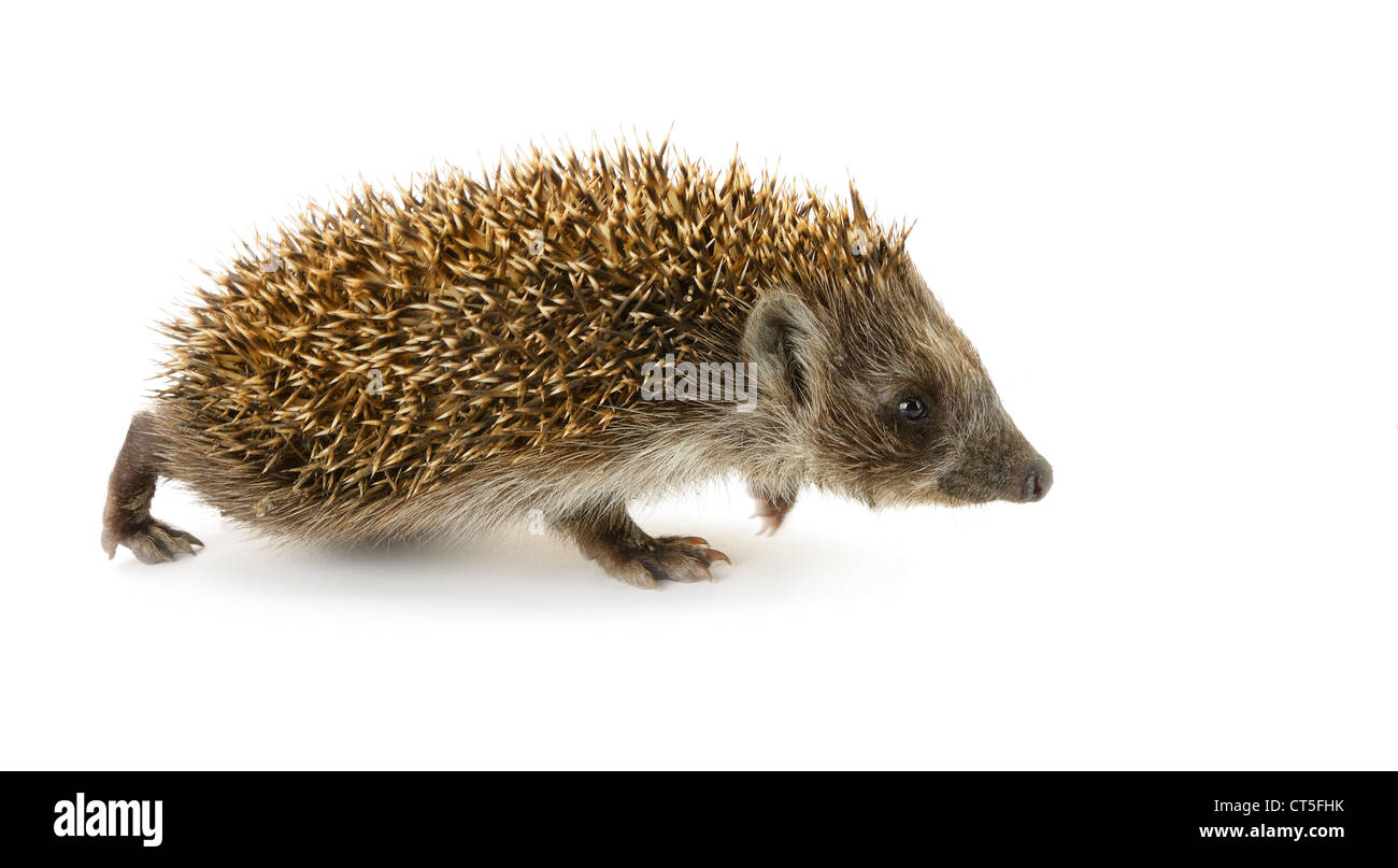 Hedgehog mammal hi-res stock photography and images - Page 15 - Alamy Hedgehog mammal hi-res stock photography and images - Page 15 - Alamy