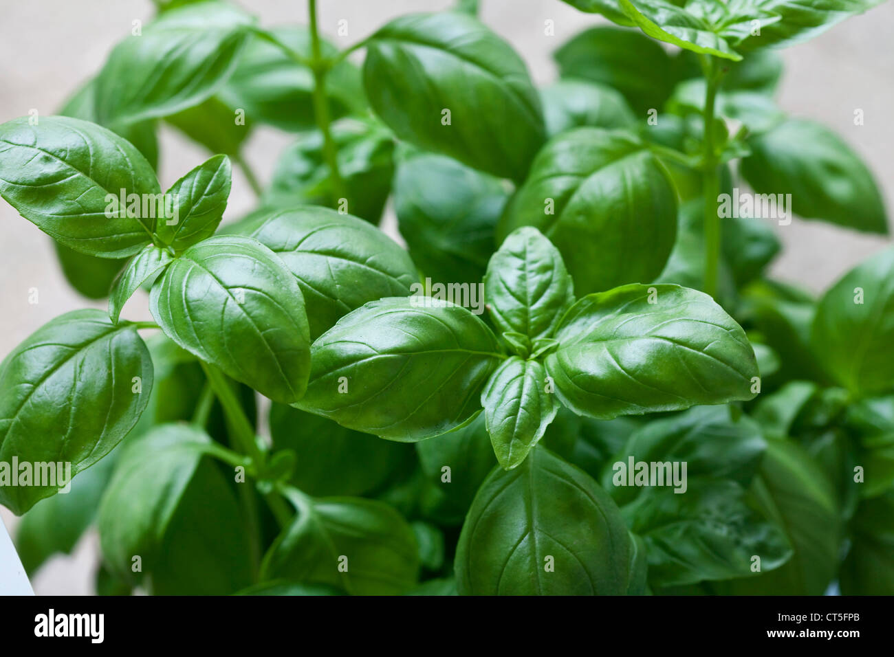 SWEET BASIL Stock Photo Alamy