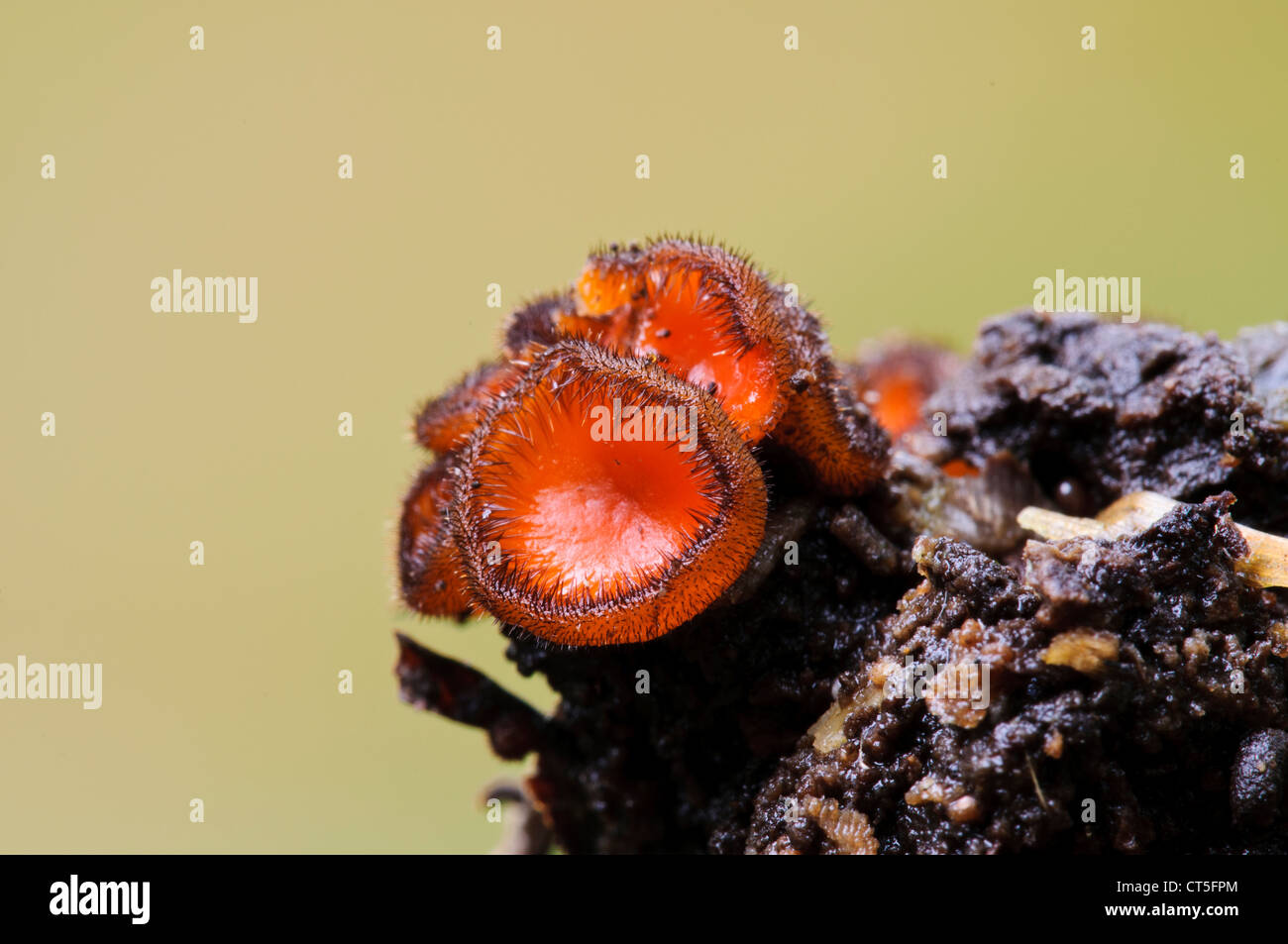Common eyelash fungus (Scutellinia scutellata) growing in Clumber Park, Nottinghamshire. October. Stock Photo