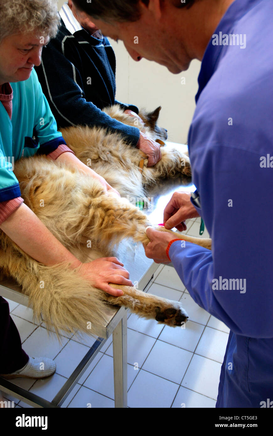 VETERINARY SURGERY Stock Photo Alamy