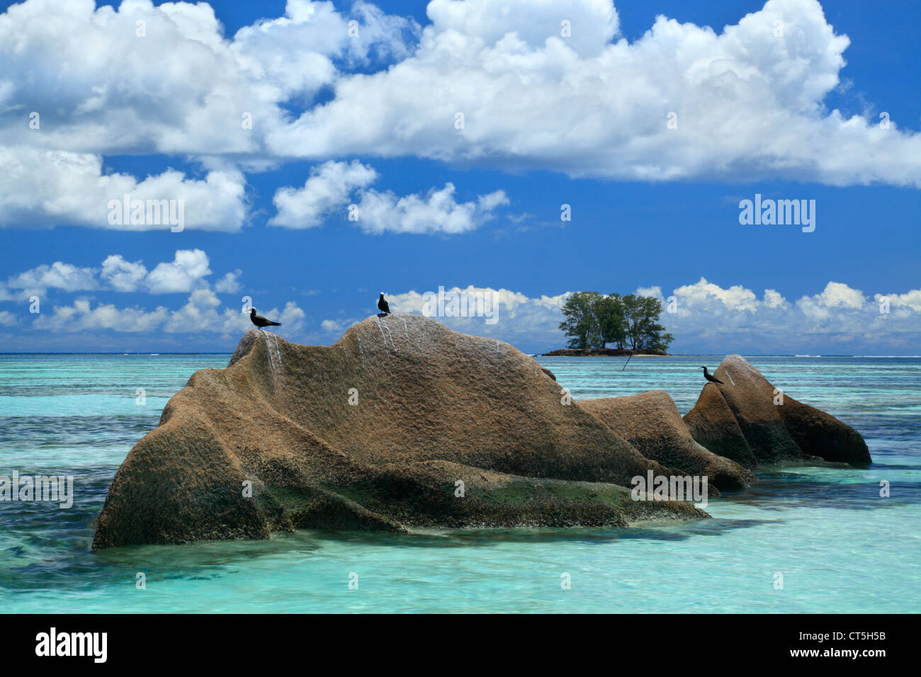 Sea birds perched on a rock at Anse Source D'Argent, La Digue, Seychelles, Indian Ocean on La Digue in the Seychelles Stock Photo