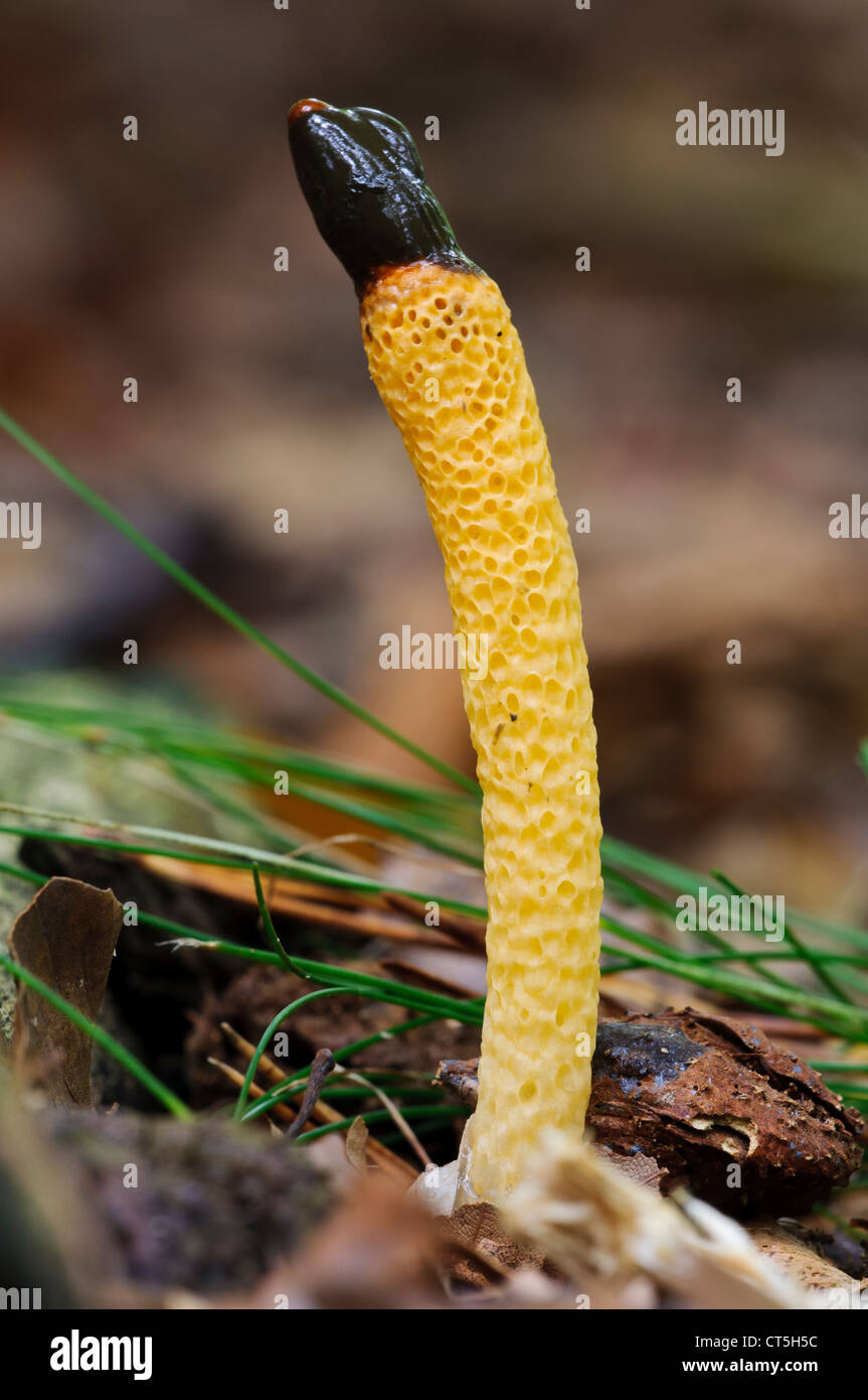A dog stinkhorn (Mutinus caninus) growing in Clumber Park, Nottinghamshire. October. Stock Photo