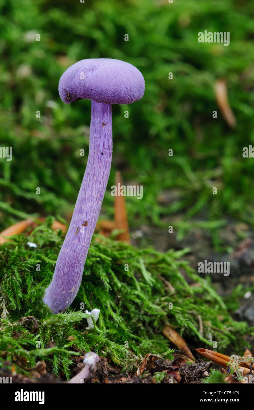 An amethyst deceiver (Laccaria amethystina) growing from mossy ground in Clumber Park, Nottinghamshire. October. Stock Photo