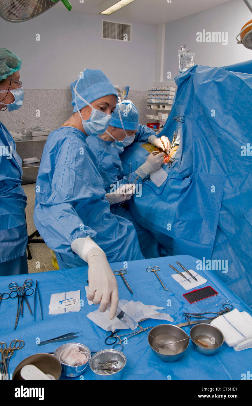 CAROTID, SURGERY Stock Photo