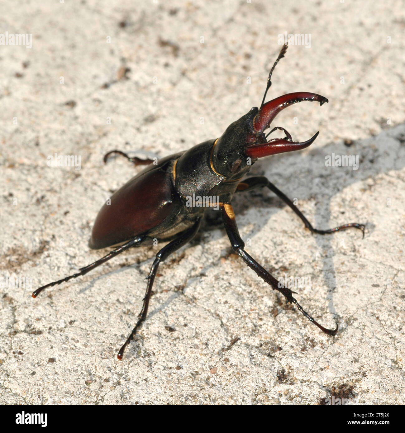 EUROPEAN STAG BEETLE Stock Photo