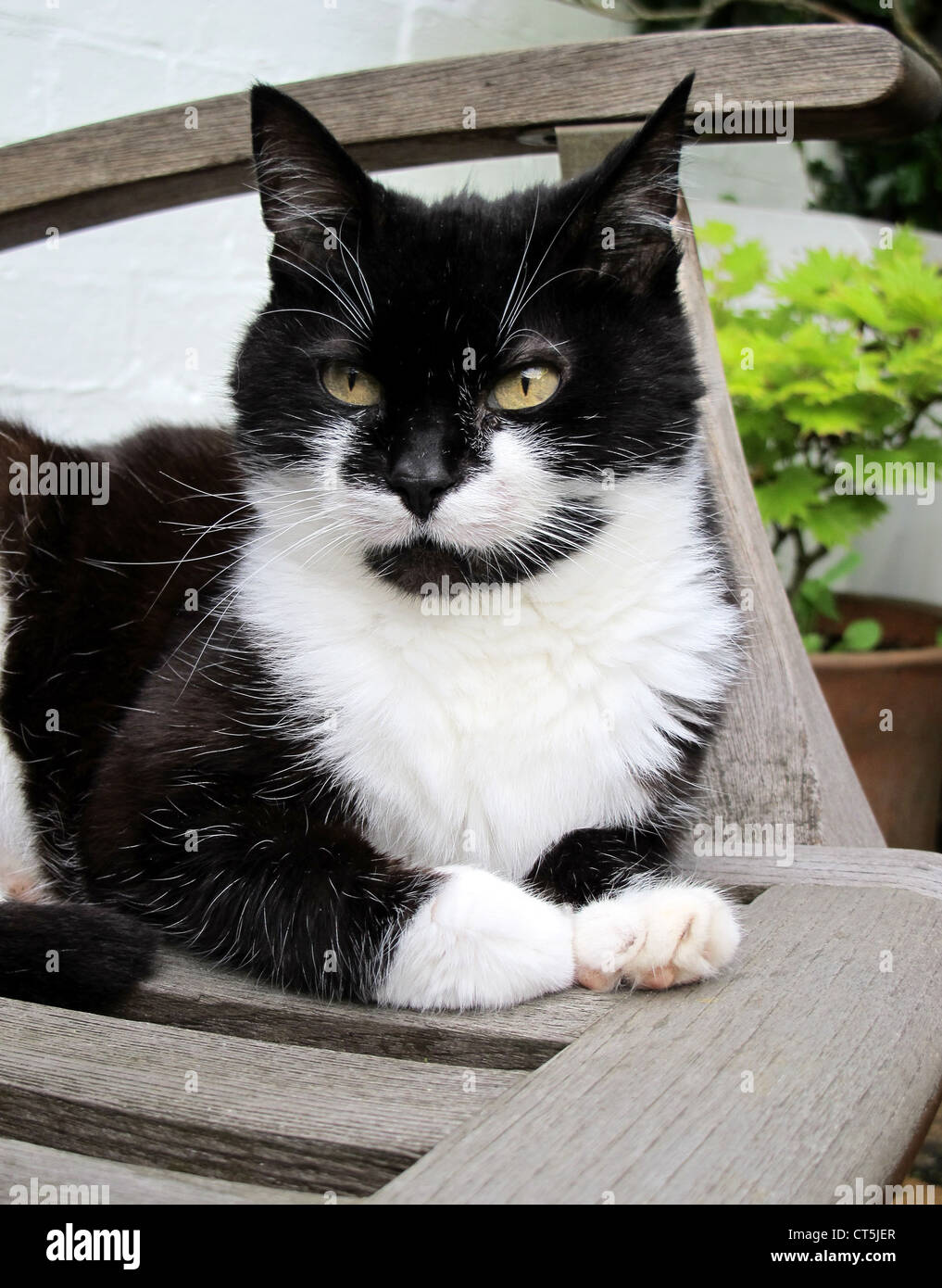 Black white moggy cat sitting hi-res stock photography and images - Alamy