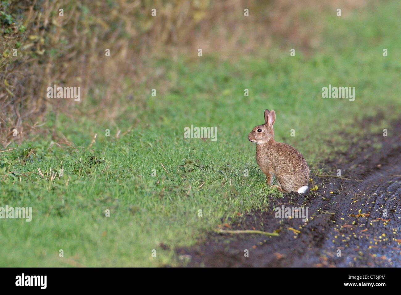 Seated rabbit hi-res stock photography and images - Alamy