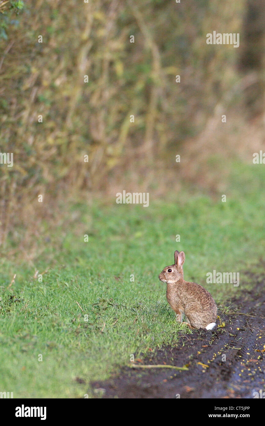 Seated rabbit hi-res stock photography and images - Alamy