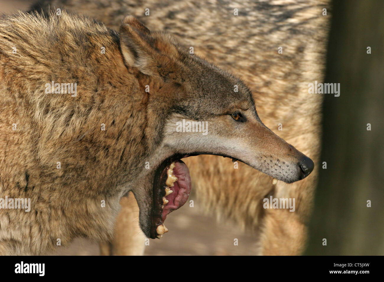 GREY WOLF Stock Photo