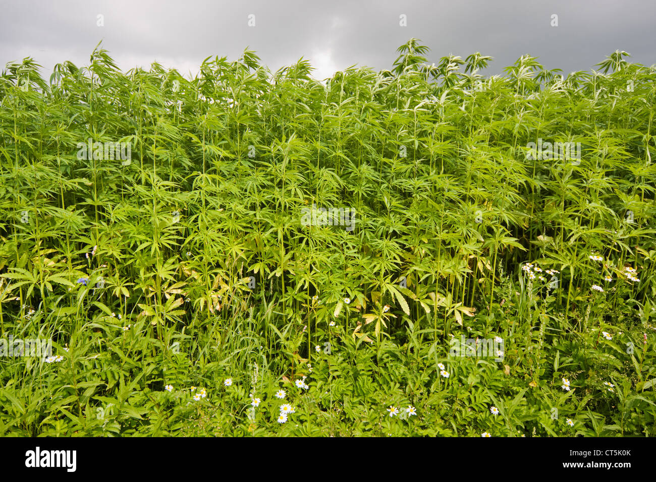 A field of Hemp (Cannabis sativa) for production of fibers, under a dark sky Stock Photo